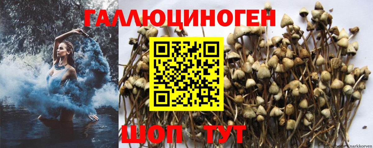 где продают   Вход с VPN  Чайковский  Псилоцибиновые грибы Magic Shrooms 